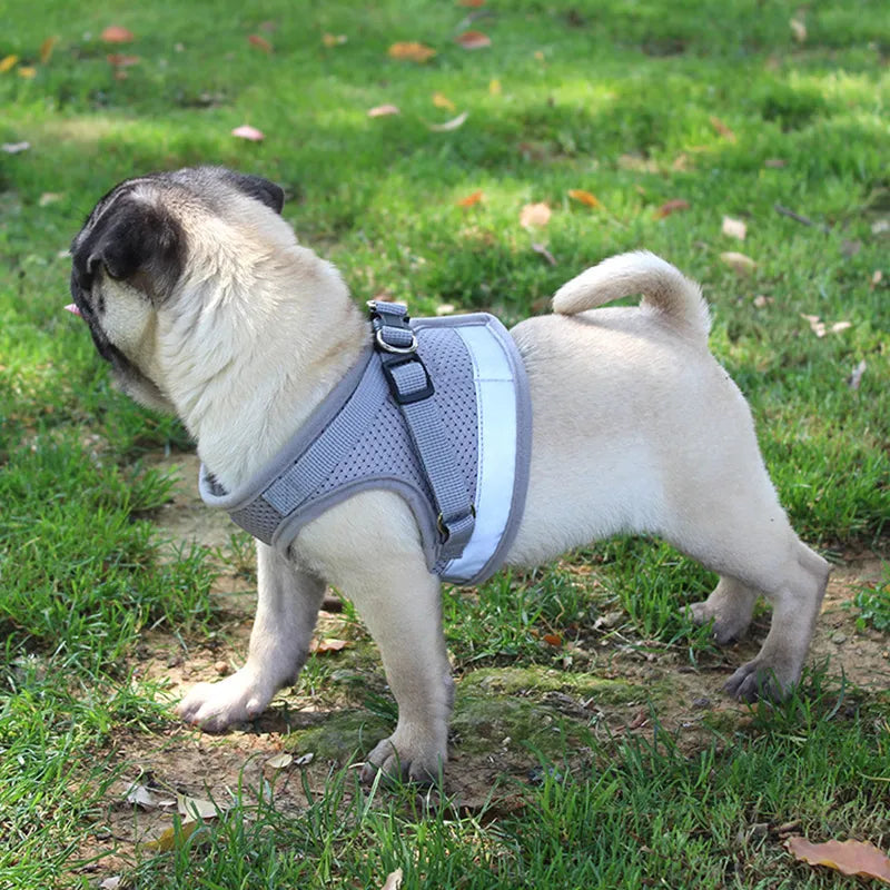 Peitoral Com Guia Para Cães E Gatos